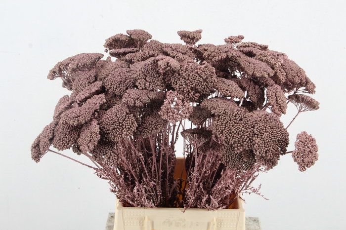 <h4>DF Achillea Paint Bs Rose Gold</h4>