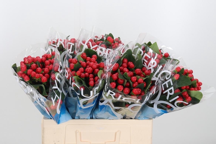 <h4>Hyp Coco Tango</h4>