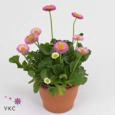 Bellis Pink p10.5