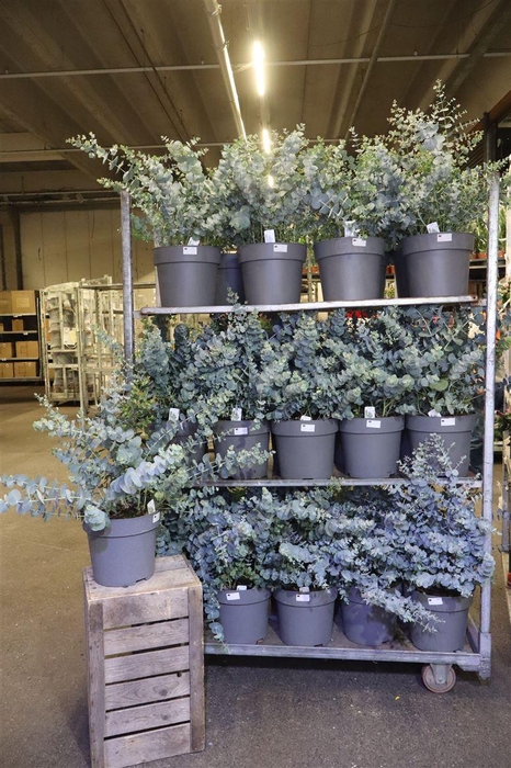 <h4>Eucal Gunnii</h4>