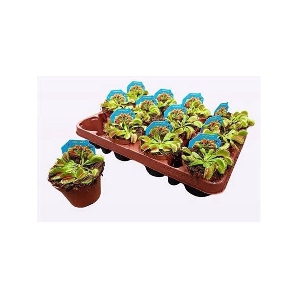 <h4>Dionaea Muscipula</h4>