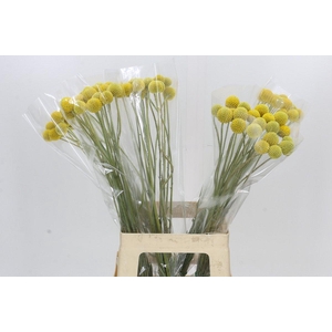 Craspedia Globosa Paintball Globe