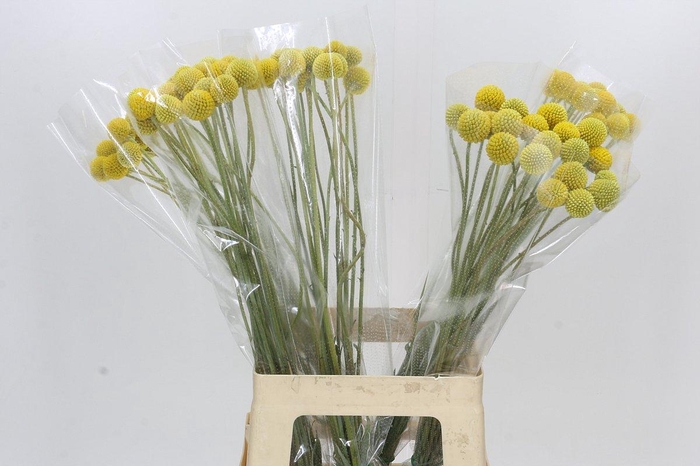 <h4>Craspedia Globosa Paintball Globe</h4>