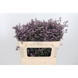 Limon Safora Lilac