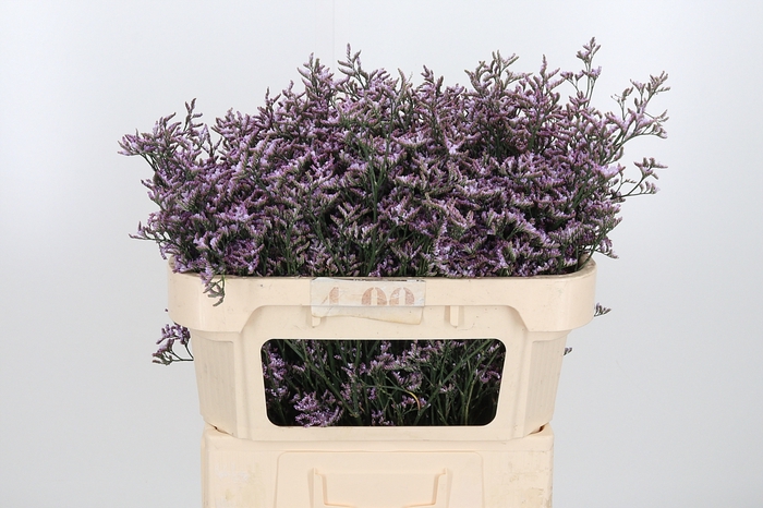 <h4>Limon Safora Lilac</h4>