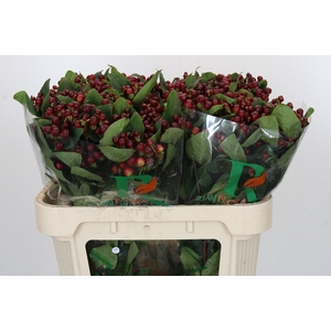 Hypericum Magical Cherry Brown