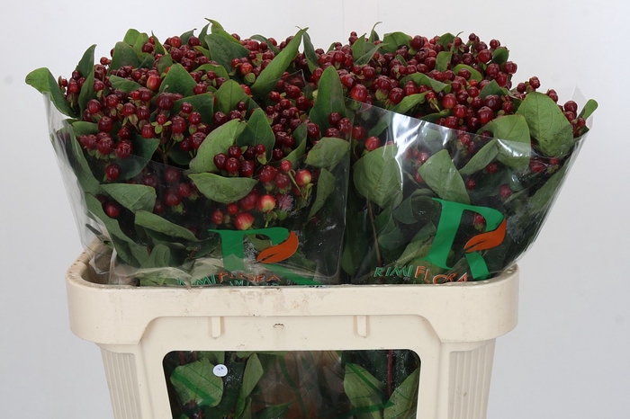 <h4>Hypericum Magical Cherry Brown</h4>