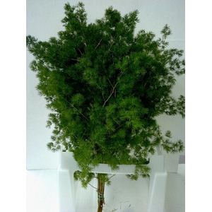 ASPARAGUS MYRIOCLADUS STEM 50CM