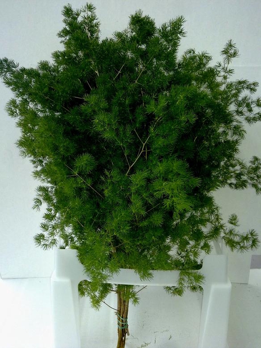 <h4>ASPARAGUS MYRIOCLADUS STEM 50CM</h4>