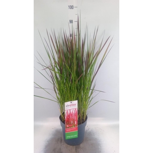 Imperata cylindrica 'Red Baron'