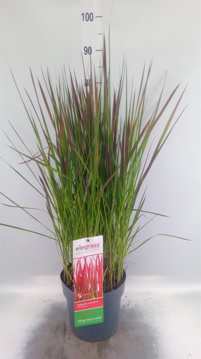 <h4>Imperata cylindrica 'Red Baron'</h4>