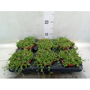 Senecio rowleyanus