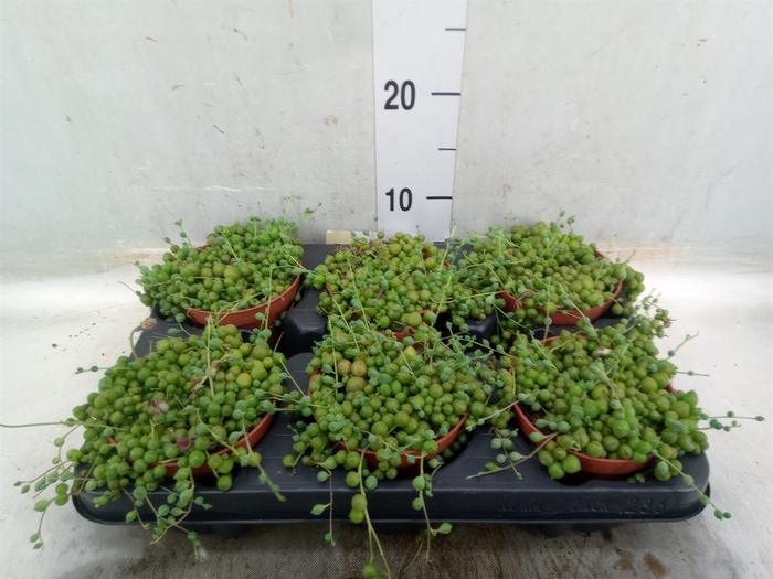 <h4>Senecio rowleyanus</h4>