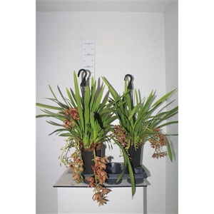 Cymb Indian Summer 3-6 Branches Hangpot