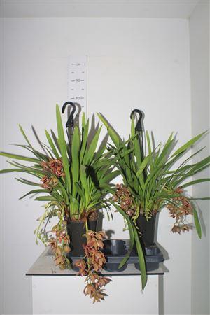 Cymb Indian Summer 3-6 Branches Hangpot