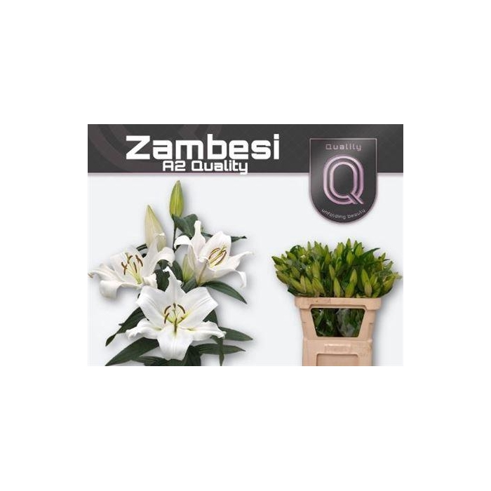 <h4>Li Ot Zambesi</h4>