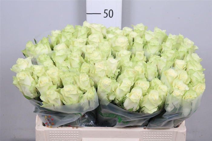 <h4>R Gr Athena</h4>