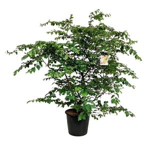 Parrotia persica