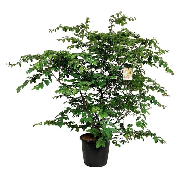 <h4>Parrotia persica</h4>