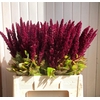 Amaranthus Overig