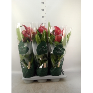 Anthurium andr. 'Melodia'