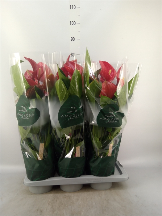 <h4>Anthurium andr. 'Melodia'</h4>