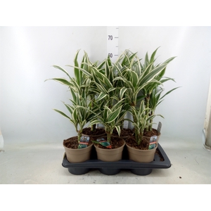 Dracaena fr de   ...mix