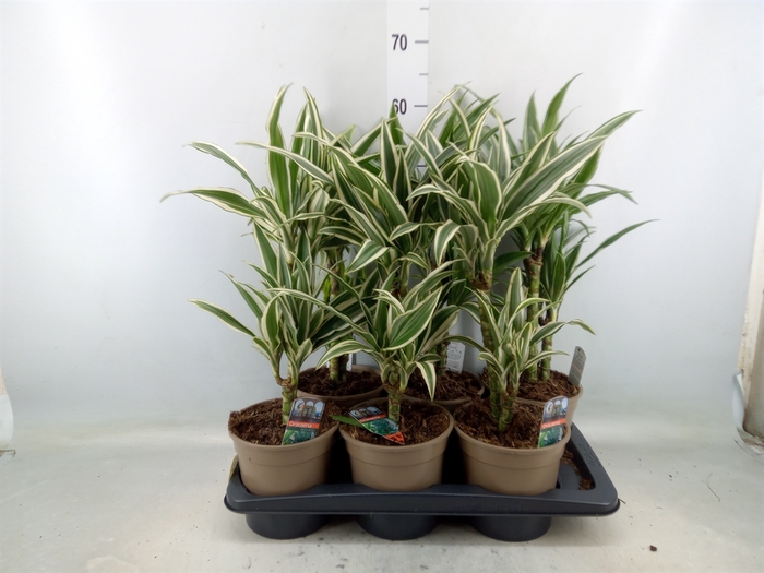 <h4>Dracaena fr de   ...mix</h4>