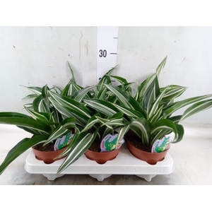 Dracaena frag. 'Jade Jewel'