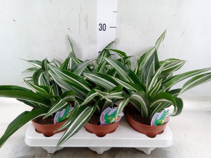 <h4>Dracaena frag. 'Jade Jewel'</h4>