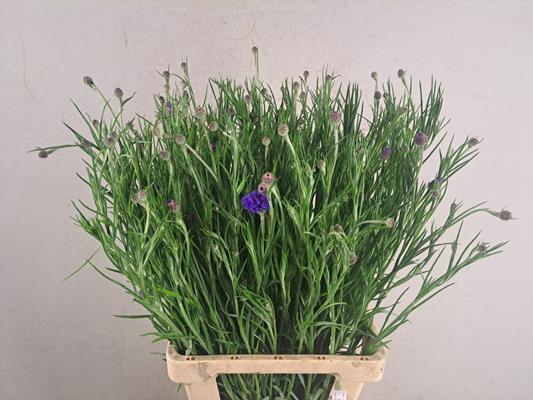 <h4>Centaurea Cyanus Blauw</h4>