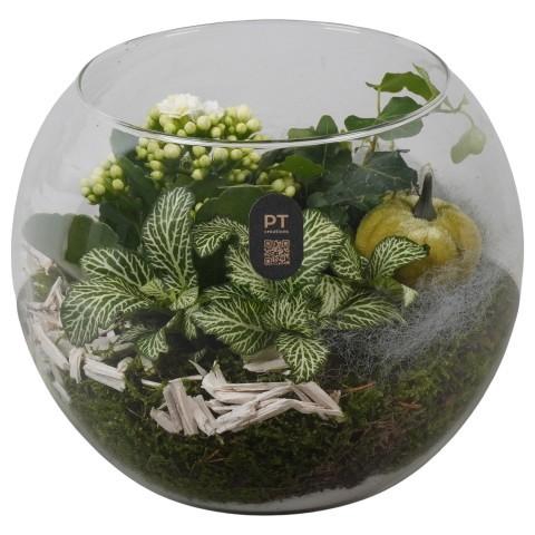 <h4>PTHG8218 Arrangement Autumn Glass in glazen vissenkom</h4>