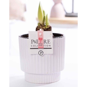Hippeastrum pink in P&PURE Ivy ceramics shiny white