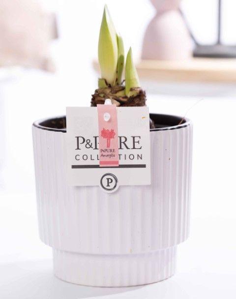 <h4>Hippeastrum pink in P&PURE Ivy ceramics shiny white</h4>