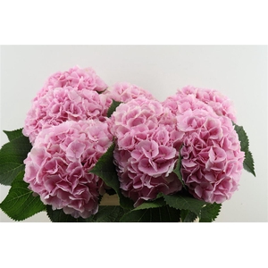 Hydr M Verena Pink 80-24