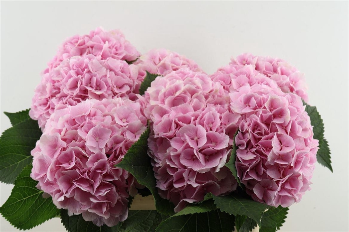 <h4>Hydr M Verena Pink 80-24</h4>