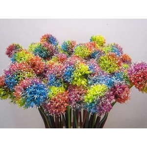 Allium Mount Rainbow