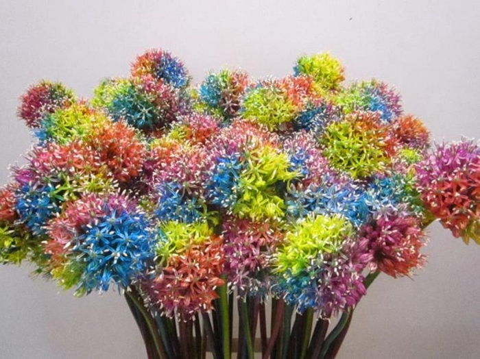 <h4>Allium Mount Rainbow</h4>