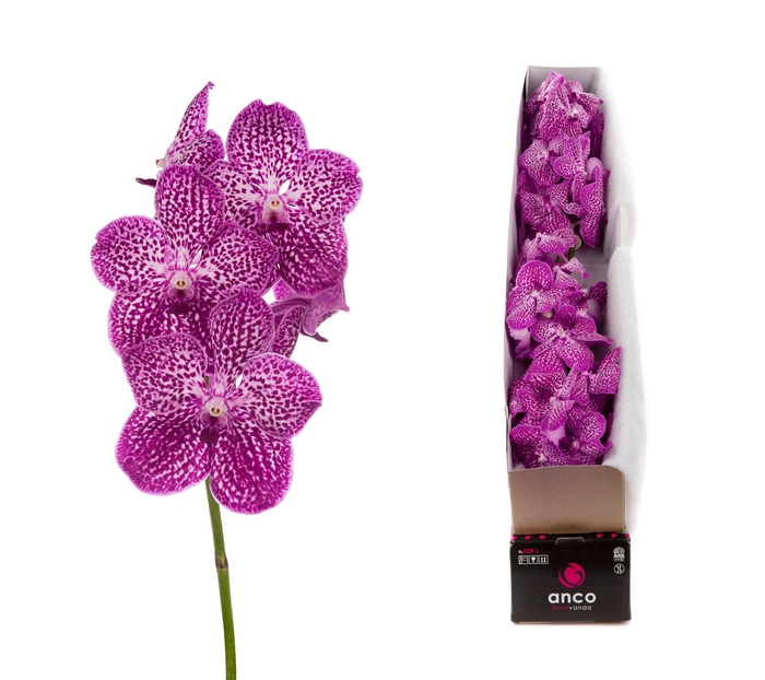 <h4>Vanda Lipstick X4</h4>