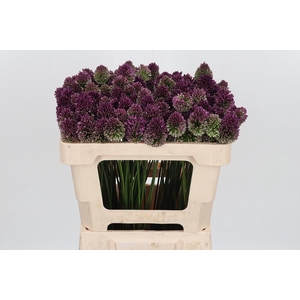 Allium Sphaerocephal (kogel)