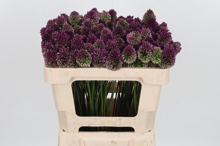 <h4>Allium Sphaerocephal (kogel)</h4>