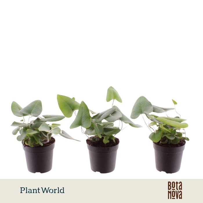 <h4>Hemionitis arifolia 7 cm</h4>