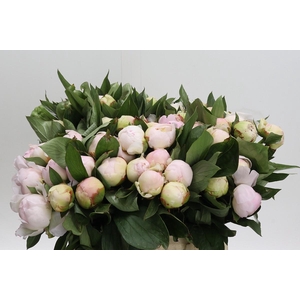 Paeonia Florence Nicholls