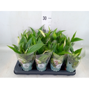 Spathiphyllum  'Pearl Cupido'