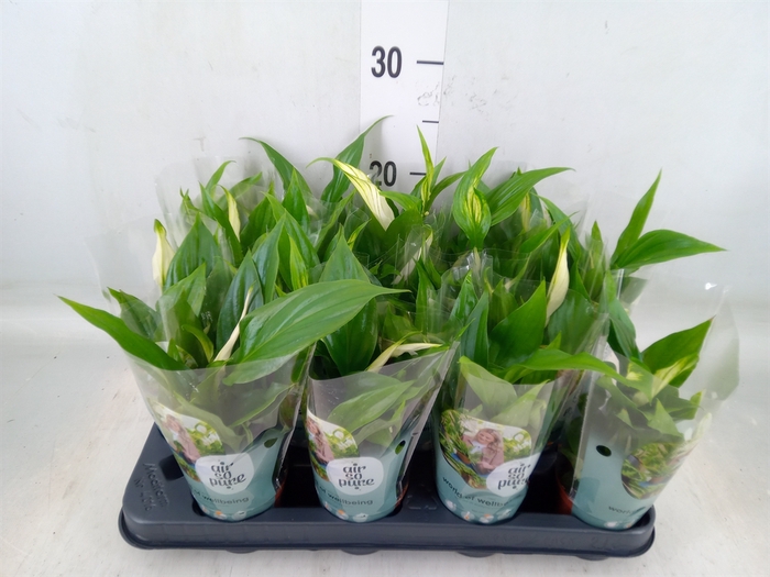 <h4>Spathiphyllum  'Pearl Cupido'</h4>