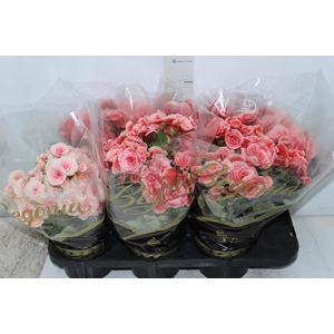 BEGONIA BORIAS P15