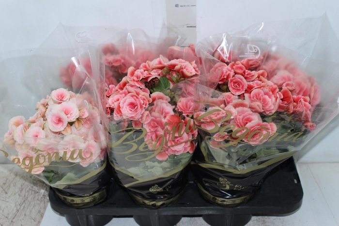 <h4>BEGONIA BORIAS P15</h4>