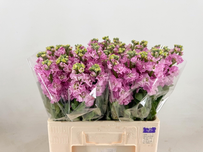 <h4>MATTH IMPALA PINK</h4>