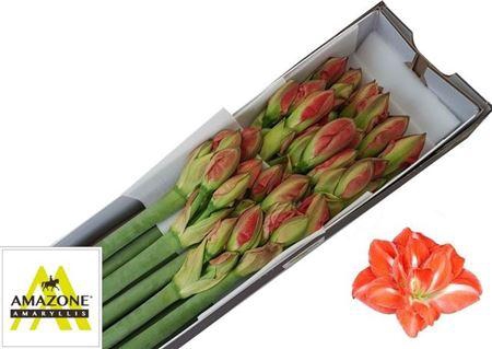 <h4>Hipp Dg Sunny Nymph</h4>