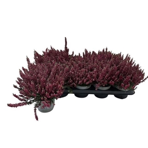 CALLU BL SCARL EARLY
